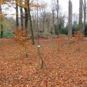 Geografisches Arboretum Rombergpark am 17,102018 (53)